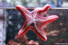 Lincks Walzenseestern (Protoreaster linckii) im Kölner Zoo