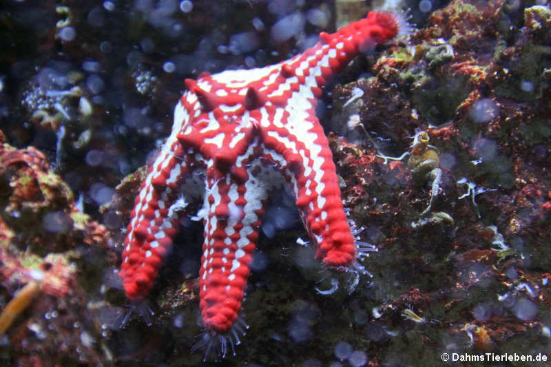 Lincks Walzenseestern (Protoreaster linckii) 