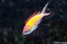 Sichelfahnenbarsch (Pseudanthias dispar) im Kölner Zoo