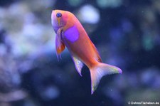 männlicher Neonfahnenbarsch (Pseudanthias pleurotaenia) im Kölner Zoo