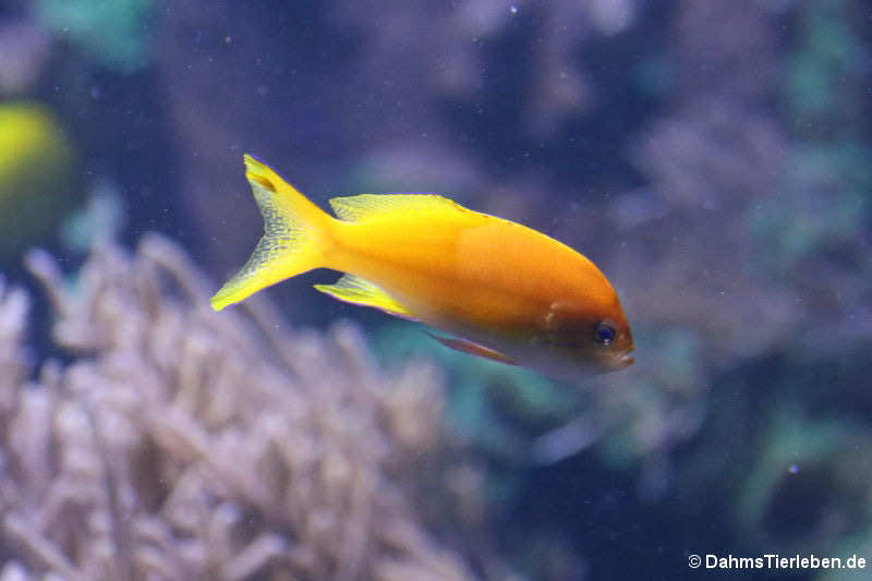 weiblicher Neonfahnenbarsch (Pseudanthias pleurotaenia)