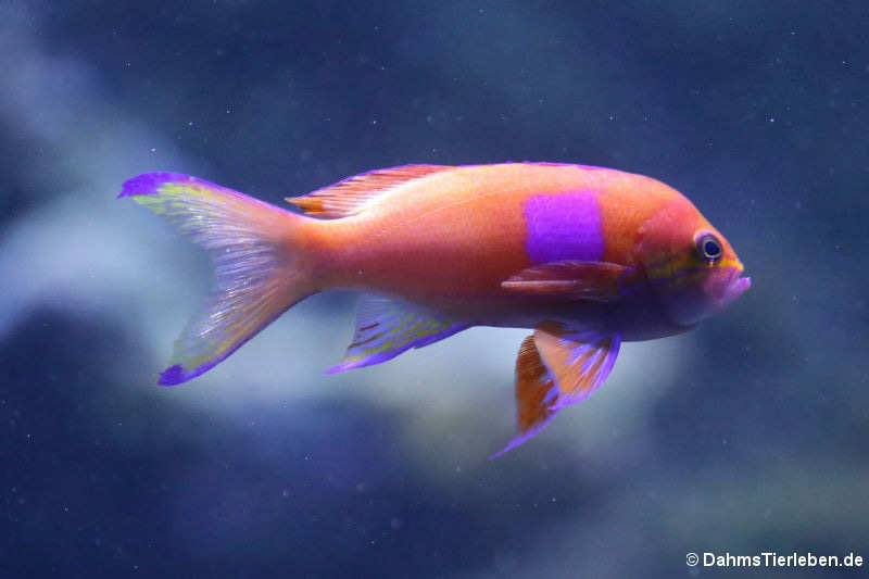 männlicher Neonfahnenbarsch (Pseudanthias pleurotaenia)