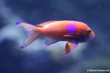 männlicher Neonfahnenbarsch (Pseudanthias pleurotaenia) im Kölner Zoo