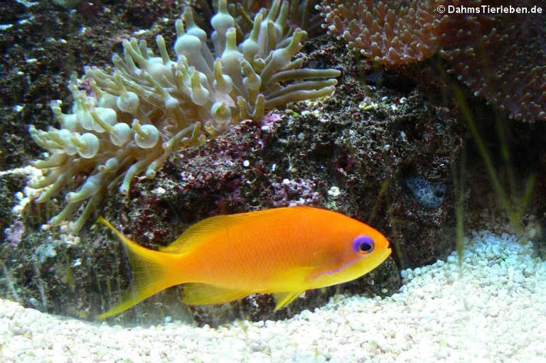 Pseudanthias squamipinnis