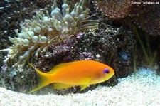 Juwelenfahnenbarsch (Pseudanthias squamipinnis) im Kölner Zoo