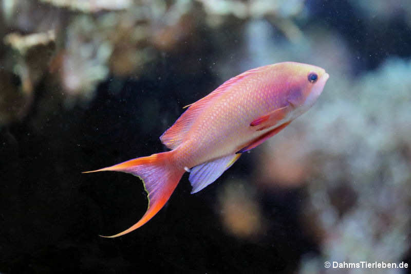 männlicher Juwelen-Fahnenbarsch (Pseudanthias squamipinnis)