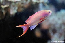 Juwelenfahnenbarsch (Pseudanthias squamipinnis) im Kölner Zoo