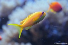 Juwelenfahnenbarsch (Pseudanthias squamipinnis) im Kölner Zoo