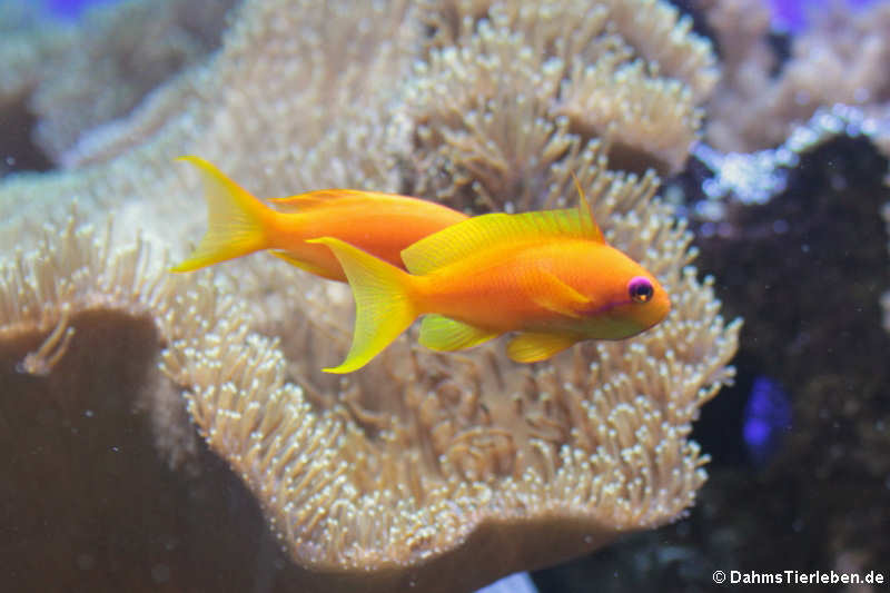 weibliche Juwelen-Fahnenbarsche (Pseudanthias squamipinnis)