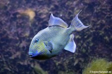 Blaustreifen-Drückerfisch (Pseudobalistes fuscus) im Kölner Zoo