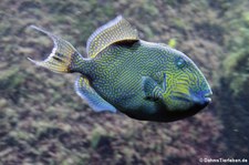 Blaustreifen-Drückerfisch (Pseudobalistes fuscus) im Kölner Zoo