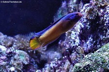 Aldabra-Zwergbarsch (Pseudochromis aldabraensis) im Kölner Zoo