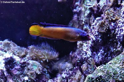 Aldabra-Zwergbarsch (Pseudochromis aldabraensis)