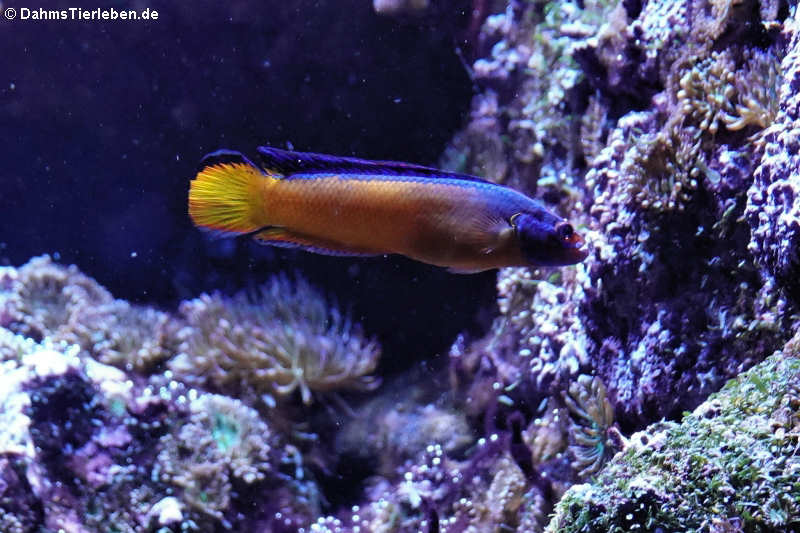 Aldabra-Zwergbarsch (Pseudochromis aldabraensis)