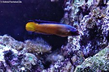 Aldabra-Zwergbarsch (Pseudochromis aldabraensis) im Kölner Zoo