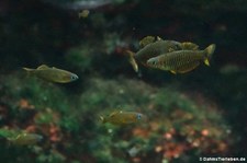 Vogelkop-Blauaugen (Pseudomugil reticulatus) im Kölner Zoo