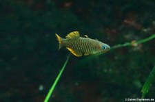 Vogelkop-Blauauge (Pseudomugil reticulatus) im Kölner Zoo