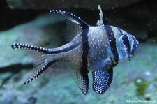 Banggai-Kardinalbarsch (Pterapogon kauderni) im Kölner Zoo