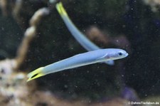 Schwarzschwanz-Torpedogrundel (Ptereleotris heteroptera) im Kölner Zoo 