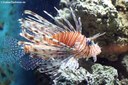 Pterois antennata