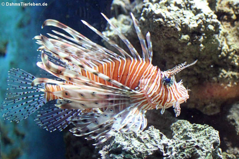 Antennenfeuerfisch (Pterois antennata)