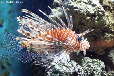 Antennenfeuerfisch (Pterois antennata)