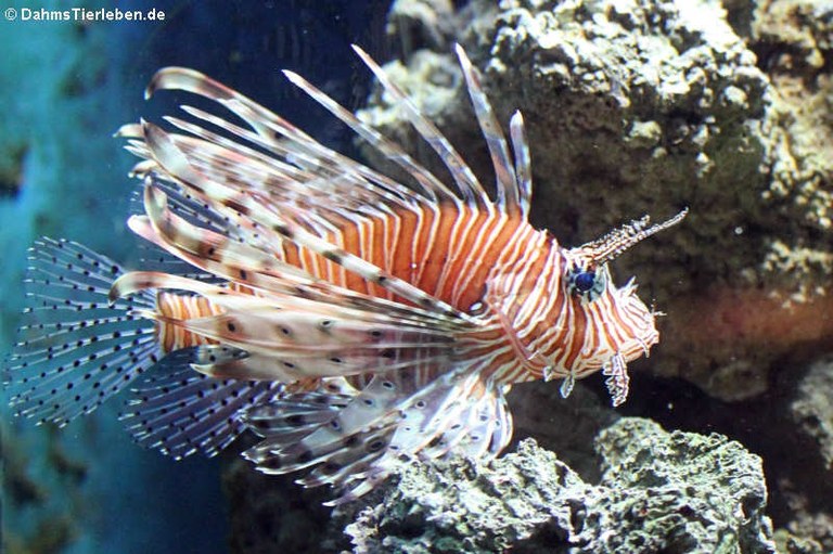 Pterois antennata