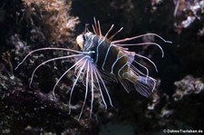 Strahlenfeuerfisch (Pterois radiata) im Kölner Zoo