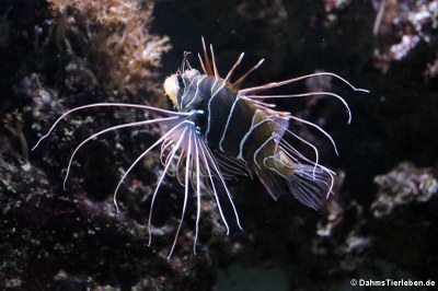 Strahlenfeuerfisch (Pterois radiata)