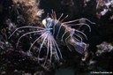 Pterois radiata