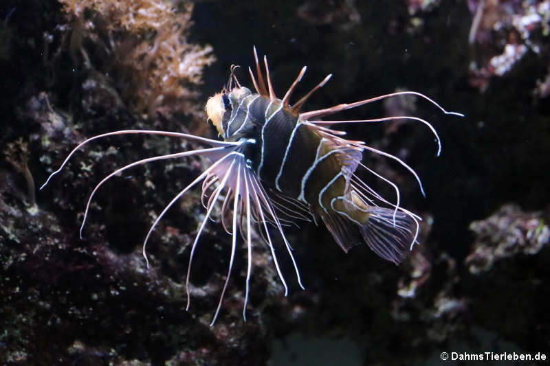 Pterois radiata-3