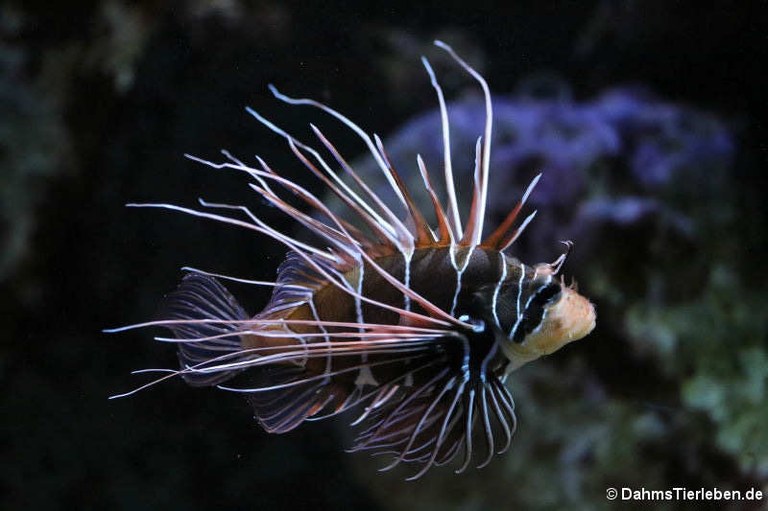 Pterois radiata