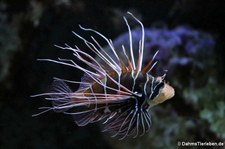 Strahlenfeuerfisch (Pterois radiata) im Kölner Zoo