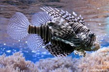 Pazifischer Rotfeuerfisch (Pterois volitans) im Zoo Köln