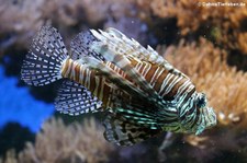 Pazifischer Rotfeuerfisch (Pterois volitans) im Zoo Köln