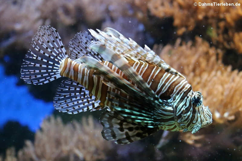 Pterois volitans