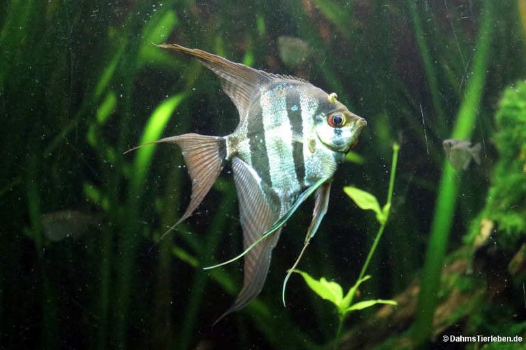 Pterophyllum altum