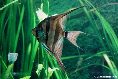 Hoher Segelflosser (Pterophyllum altum)