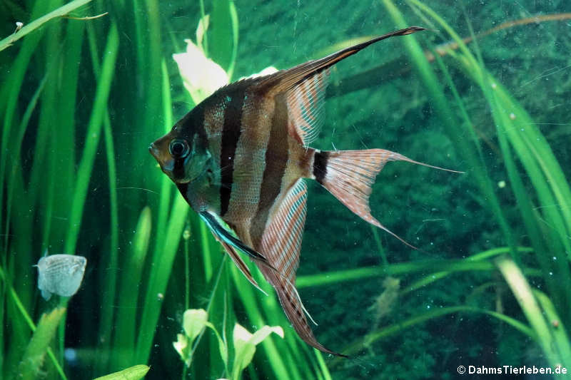 Hoher Segelflosser (Pterophyllum altum)