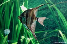 Hoher Segelflosser (Pterophyllum altum) im Kölner Zoo