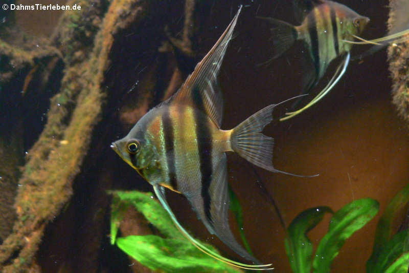 Rotrückenskalare (Pterophyllum scalare)