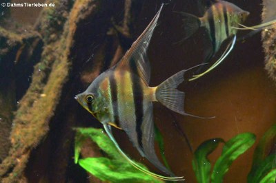 Rotrückenskalare (Pterophyllum scalare)