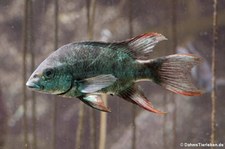 Mangarahara-Buntbarsch (Ptychochromis insolitus) im Kölner Zoo