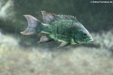 Mangarahara-Buntbarsch (Ptychochromis insolitus) im Kölner Zoo