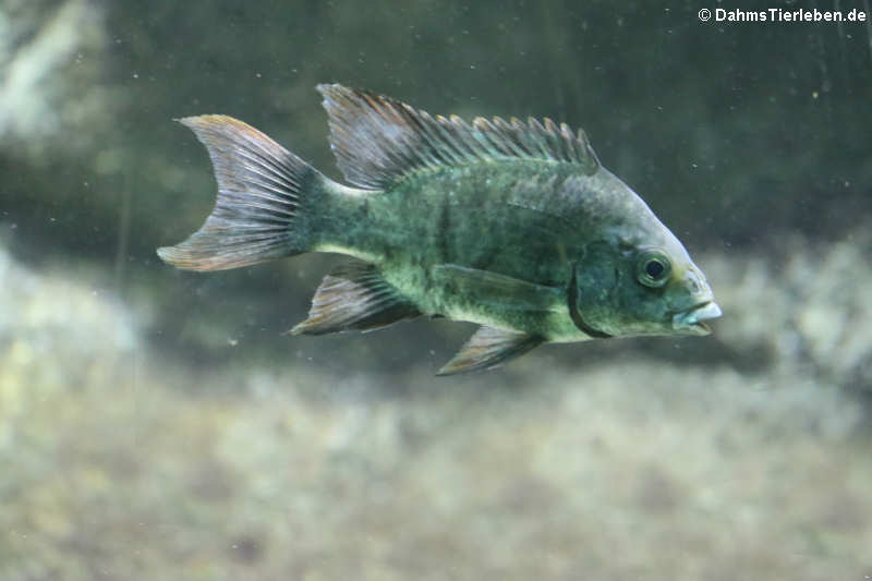 Ptychochromis insolitus