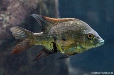 Mangarahara-Buntbarsch (Ptychochromis insolitus) im Kölner Zoo