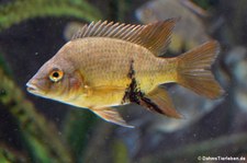 Loiselle-Madagaskarbuntbarsch (Ptychochromis loisellei) im Kölner Zoo