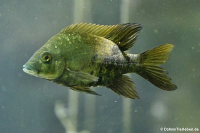 Loiselle-Madagaskarbuntbarsch (Ptychochromis loisellei)