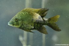 Loiselle-Madagaskarbuntbarsch (Ptychochromis loisellei) im Kölner Zoo