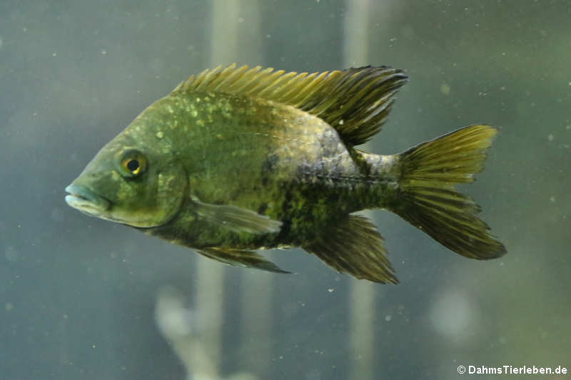 Loiselle-Madagaskarbuntbarsch (Ptychochromis loisellei)